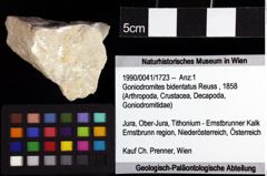 Foto (Objket + Etiketten) von Ankylokypha parabola (Robins et al., 2013) 